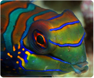 A Mandarin Fish in the Philippines
