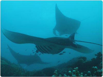 Manta Rays, by staff photographer Rick Heydel