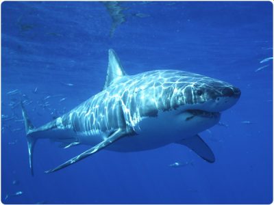 Great White Shark taken by staff photographer, Rick Heydel