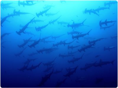 Schooling Hammerheads by staff photographer, Rick Heydel