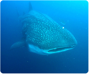 Whaleshark taken by staff photographer, Rick Heydel