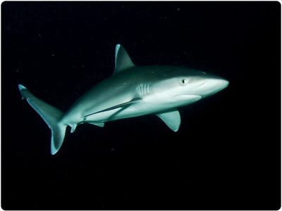 Shark at night, by staff photographer Rick Heydel