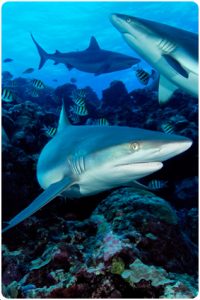 Sharks in Palau