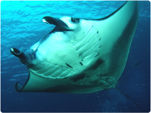 Manta Ray by staff photographer Rick Heydel