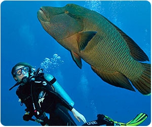 A diver checks out a Napolean Wrasse