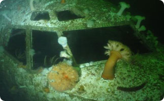 A Boeing 737 rests in the bottom of the ocean in Chemainus, B.C. Canada