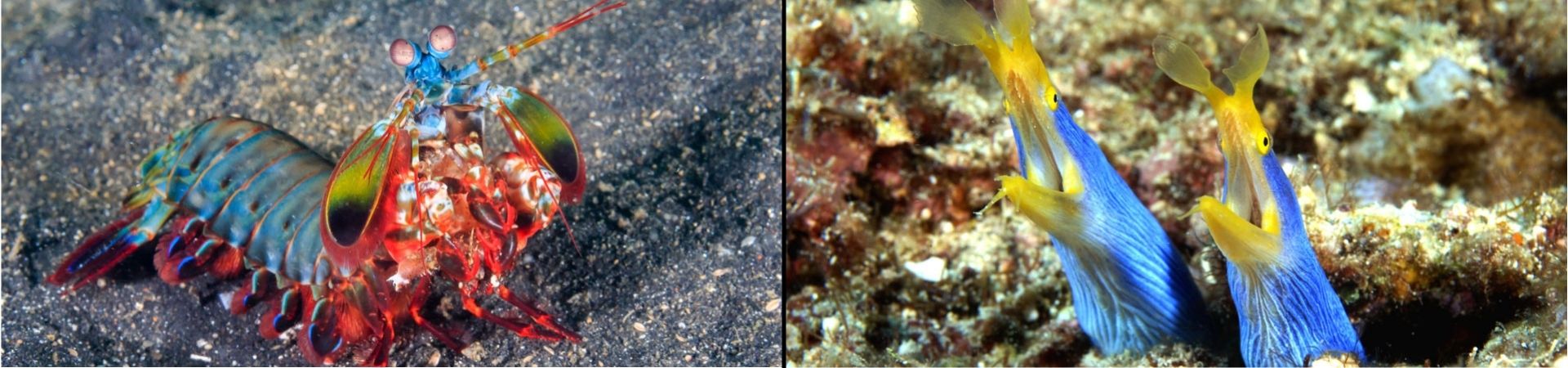 Muck Diving Mantis Shrimp + Juvenile Ribbon Eels