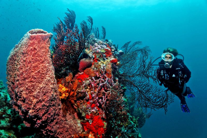 St. Lucia Scuba Diving Fly & Sea Dive Adventures