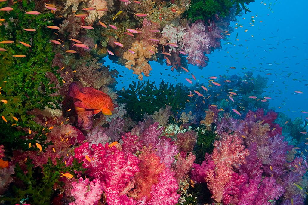 Exploring Fiji: The Soft Coral Capital of the World - Fly & Sea