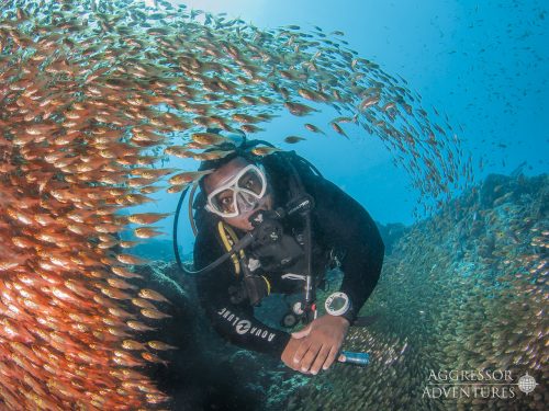 Oman Aggressor - Underwater