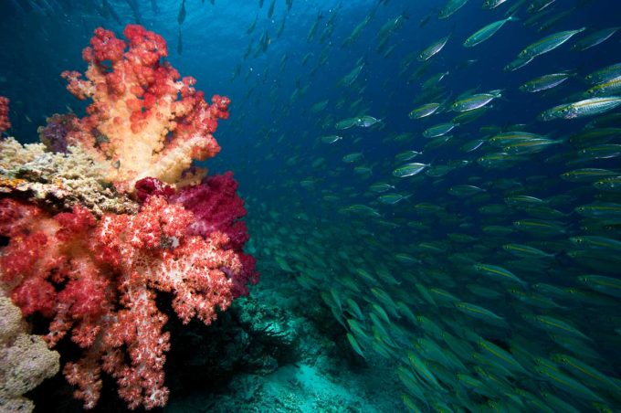 Raja Ampat - copyright Tobias Zimmer