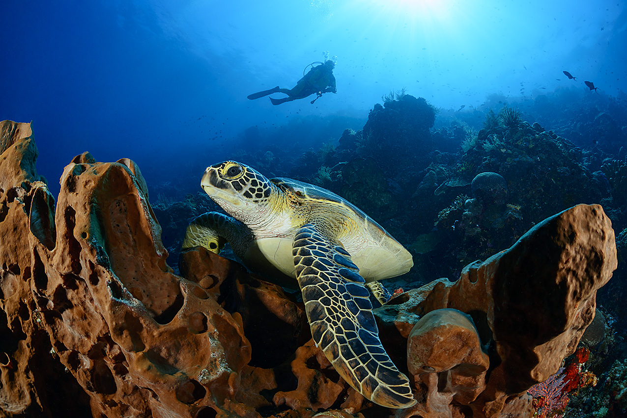 Facts About Sea Turtles & How You Can Help - Fly & Sea Dive Adventures