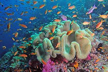 IV. Best Dive Sites in Fiji for Soft Coral Lovers
