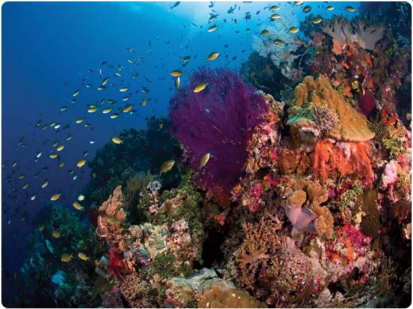 Wakatobi Dive Resort - Fly & Sea Dive Adventures