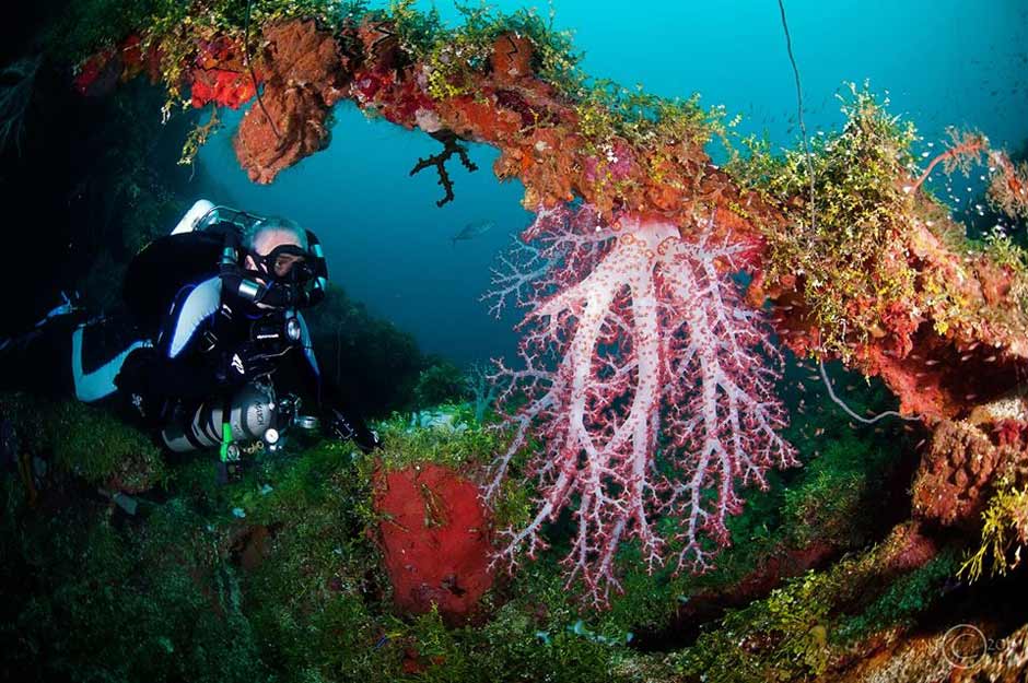 Beautiful Corals on the wrecks in Truk Lagoon - image courtesy of Blue Lagoon Resort