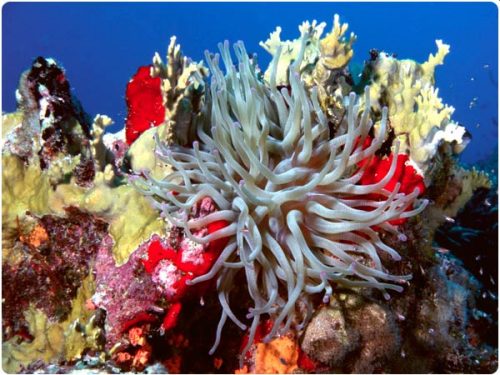 Cozumel Reef Diving