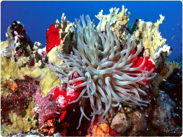 Cozumel Reef Diving