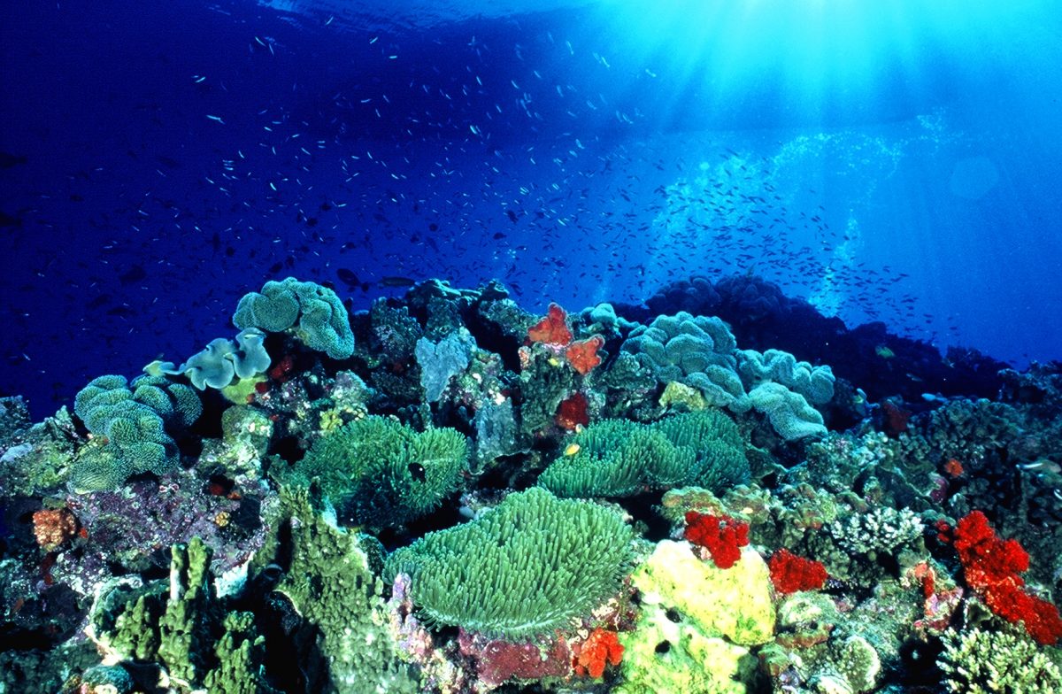 Magical Coral Gardens - Fly & Sea Dive Adventures