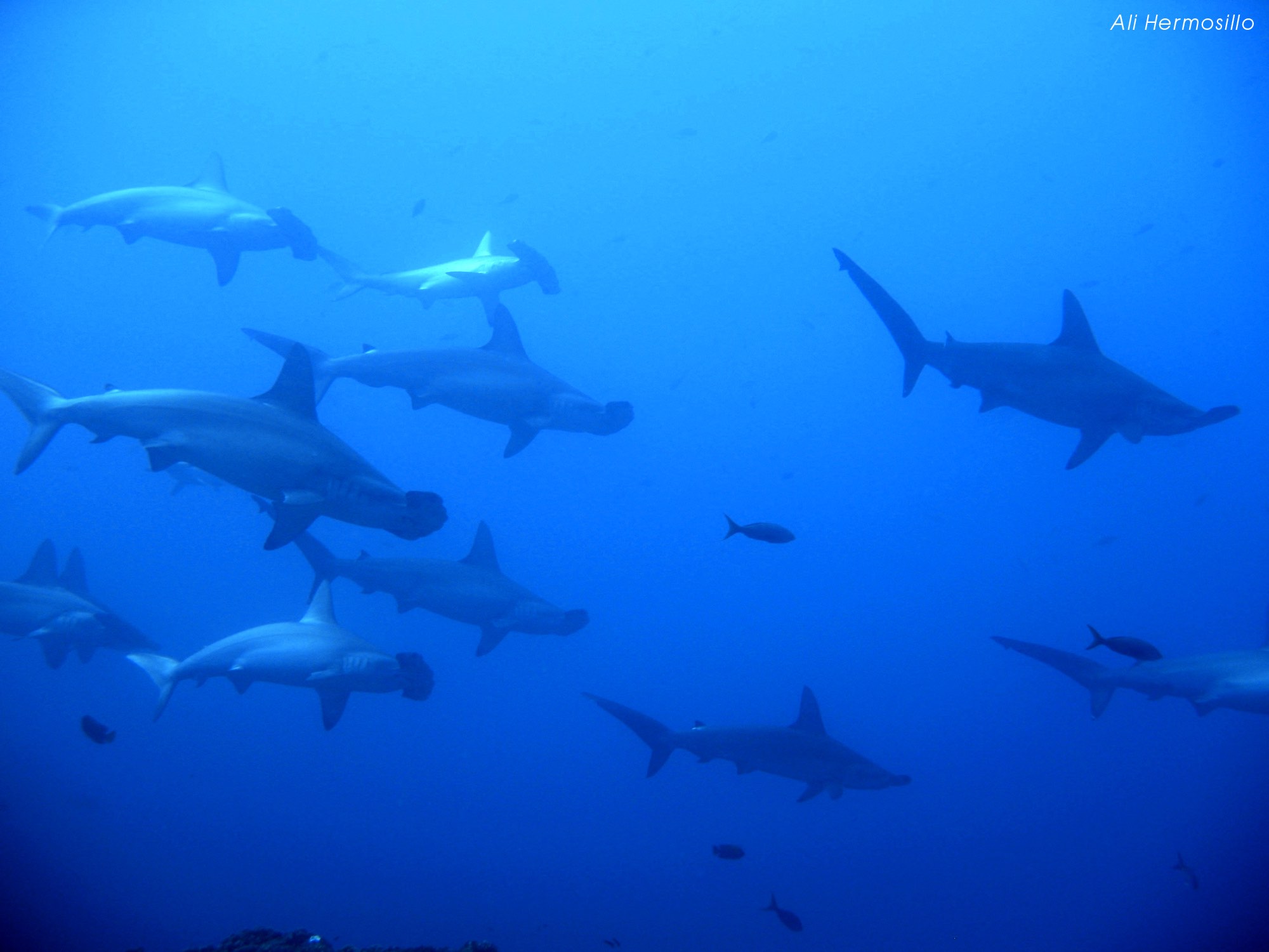 A group of sharks swimming by