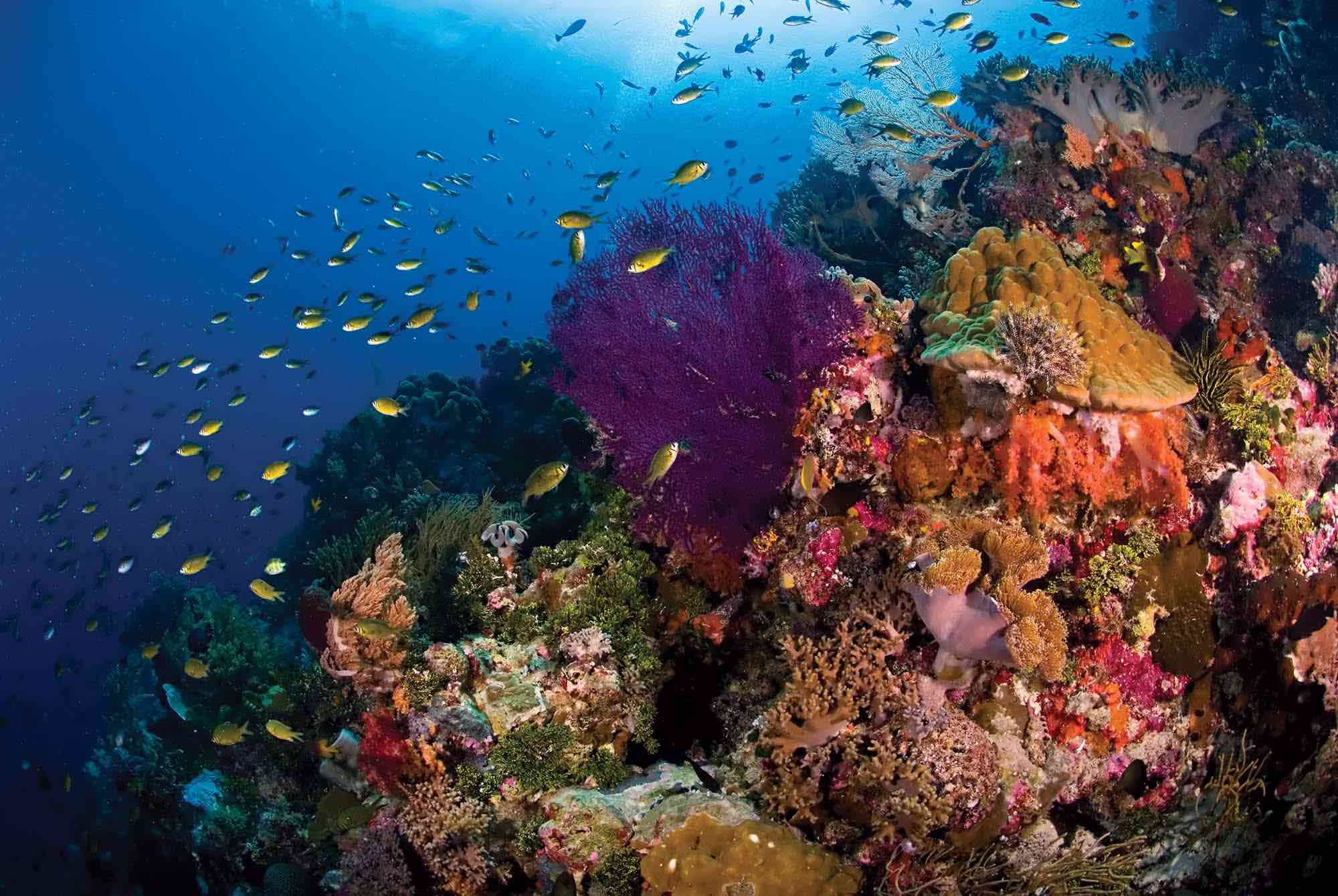 Bright coral reef with lots of small fish swimming amongst it