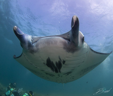 Manta Ray in Yap