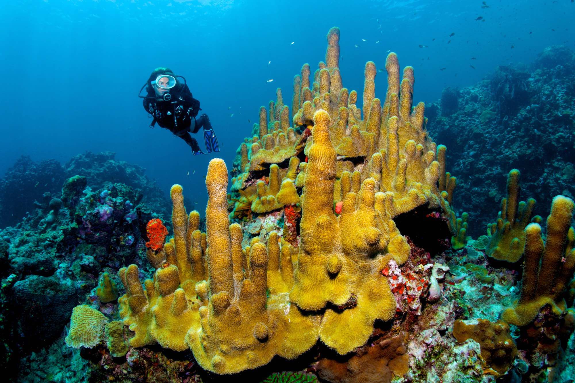 Diving choral at Anse Chastanet Saint Lucia