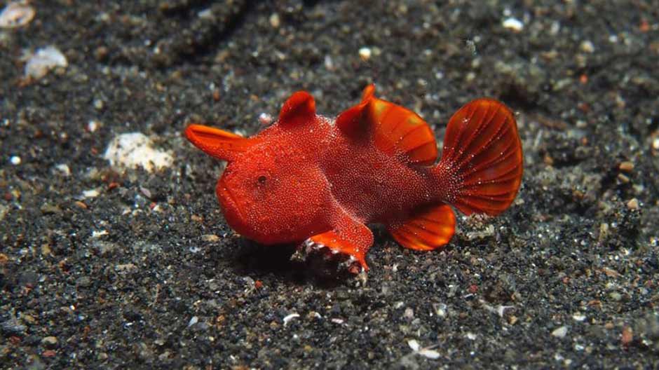 BS_painted_frogfish_1