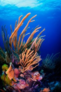 Boanire scuba diving travel destination