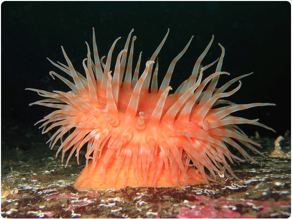 Orange Sea Anemone on the ocean floor