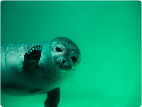 A harbour seal waving to the camera underwater