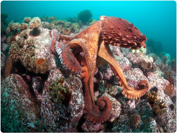 Large, orange octopus resting on a reef