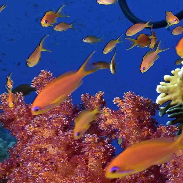 Diving Red Sea