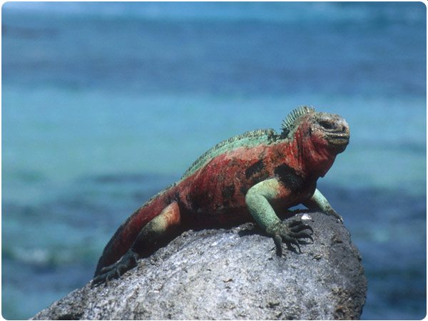 Galapagos-Sky-Lizard