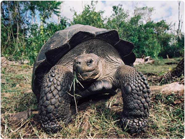 Galapagos Islands Animals - Giant Tortoise