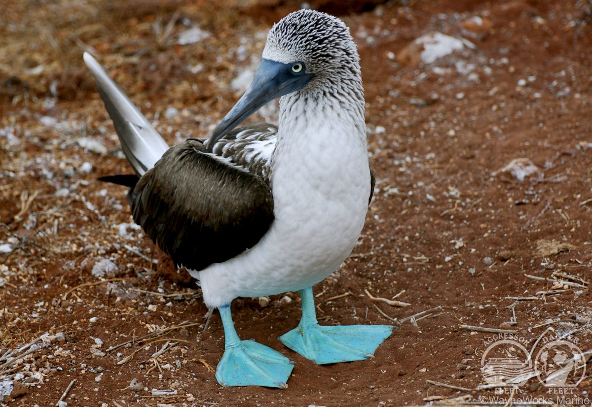 Galapagos Islands Animals - What you Can Expect to See Above and Below