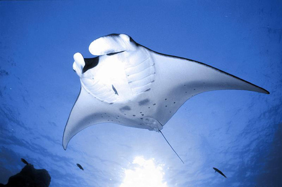 A magical manta ray glides through the water