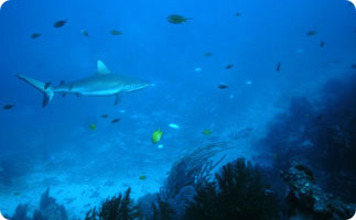 Sharks cruise around Fiji's waters