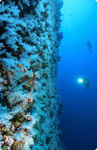 Fiji's White Soft Corals at Great White Wall