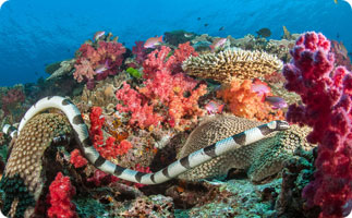 Sea Snake 
