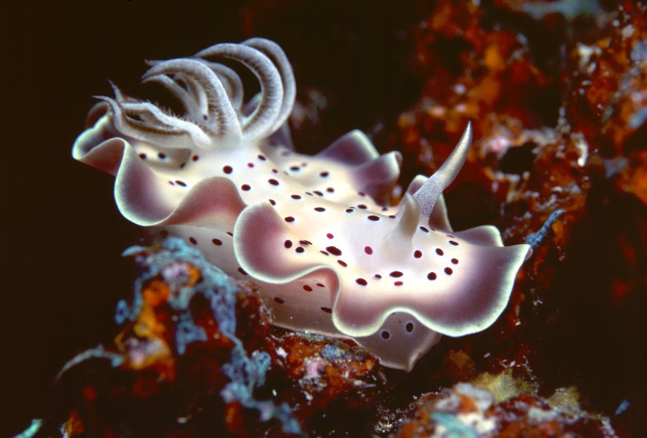 Photo de Rick Heydel - Nudibranche