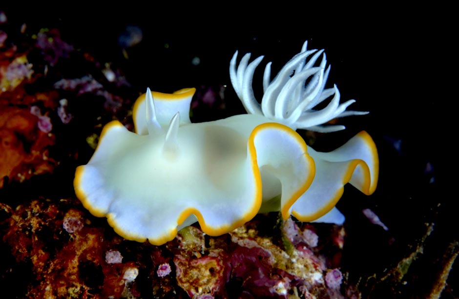 Foto de Rick Heydel - Nudibranquio