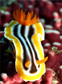 Foto de Rick Heydel - Nudibranquio