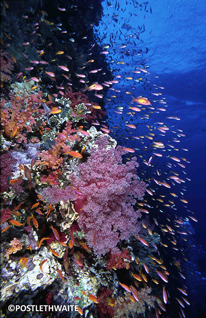 Small colourful fish swimming around a colourful reef