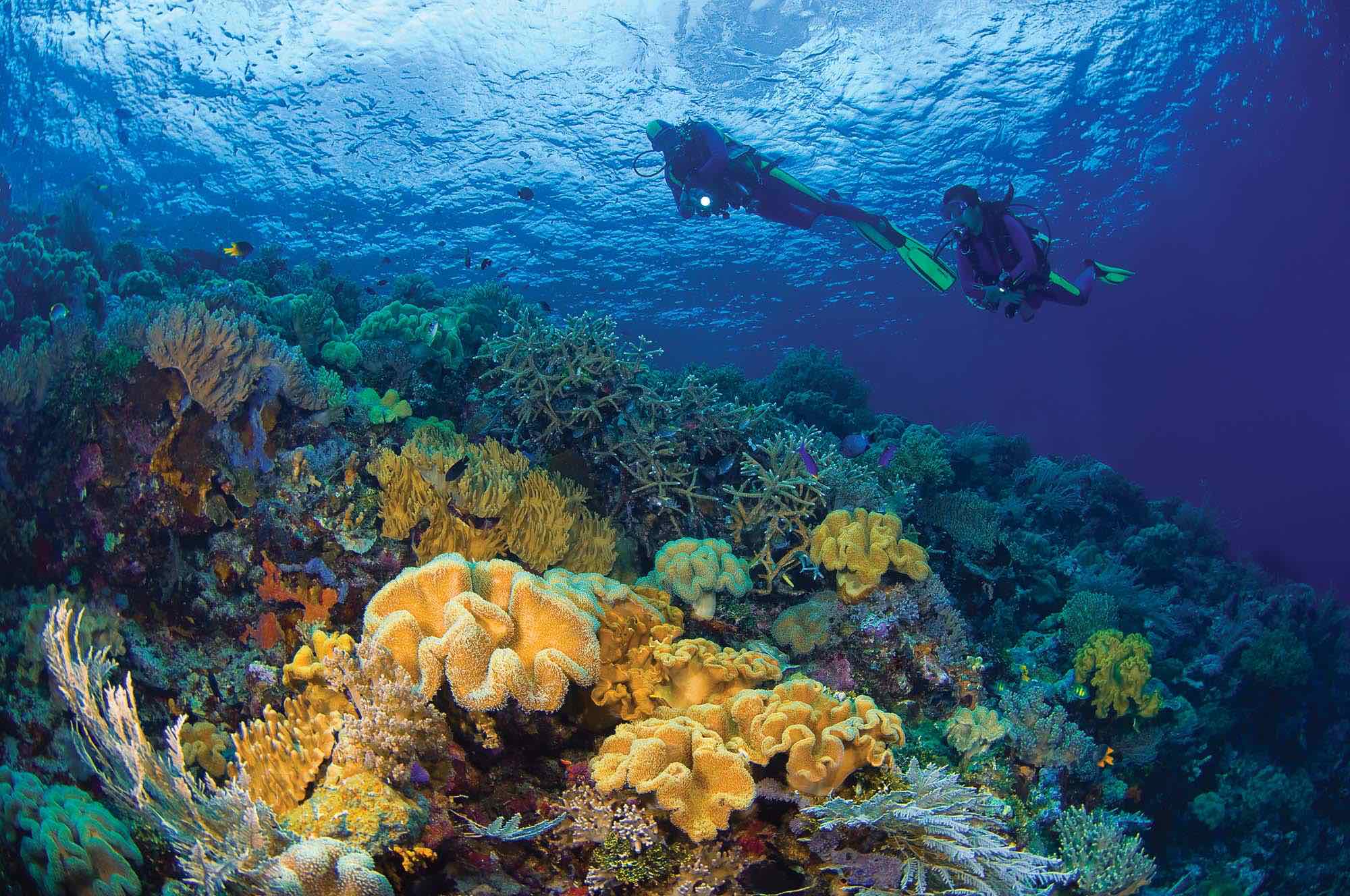 Discover the best Scuba Spots in Indonesia - Wakatobi's Pristine Reefs and Marine Diversity