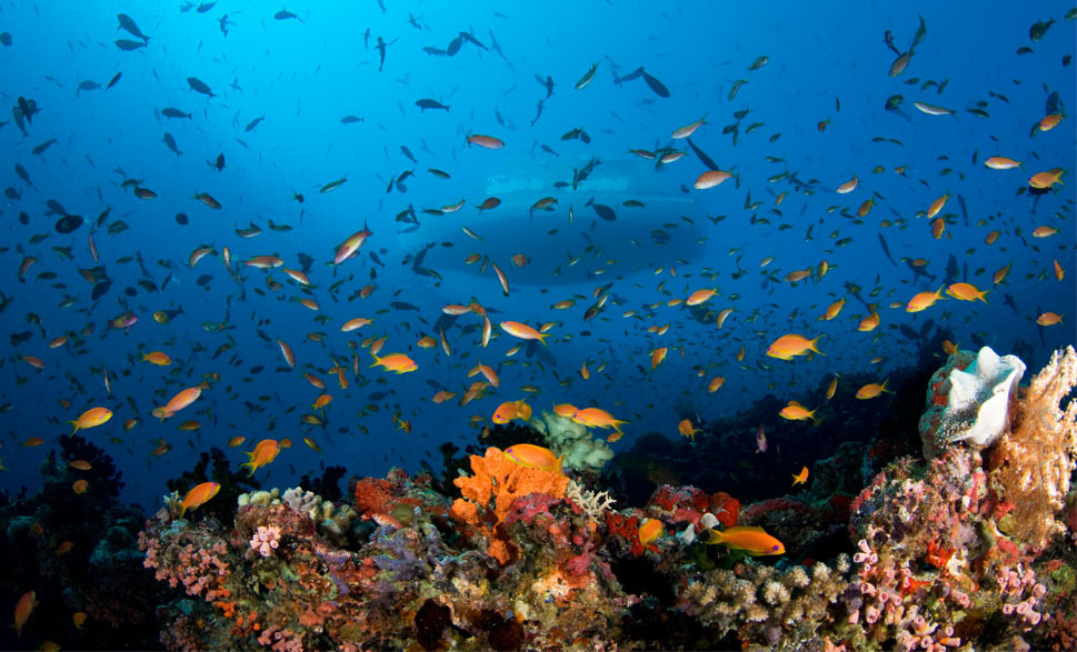 maldives atolls dive school of fish