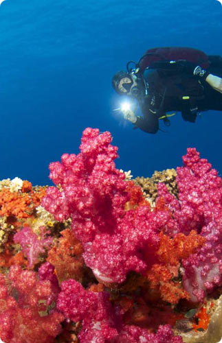 Fiji diving includes the famous soft corals in the great Bligh Waters