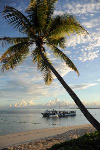 A palm tree and dive boat in the light of sunset