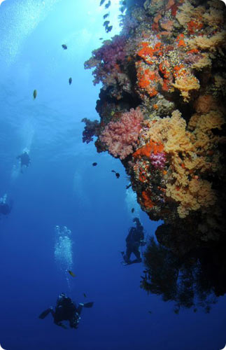Fiji scuba diving has varied underwater landscapes