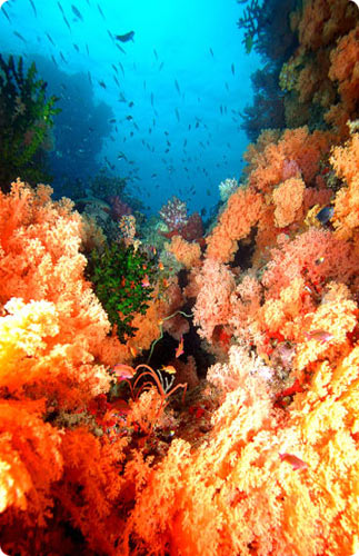 Wananavu's-yellow soft coral reef