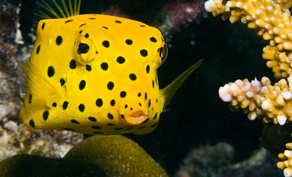 maldives atolls box fish